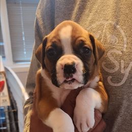 Show girl - Fawn female Boxer puppy in Toledo, Ohio from Julie Wilmore Olympic Boxers