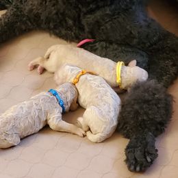 Poodle Puppies from Deborah Busch Poodles