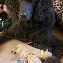 Poodle Puppies from Deborah Busch Poodles