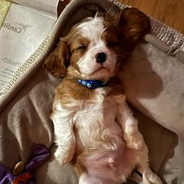 Finn - Blenheim male Cavalier King Charles Spaniel puppy in University Place, Washington from Crosby's Cavaliers