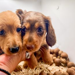 Dachshund Puppies from DachiesDash
