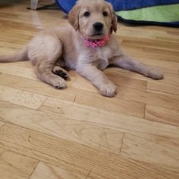 Pink - Golden female Golden Retriever puppy in Yakima, Washington from Krueger Goldens
