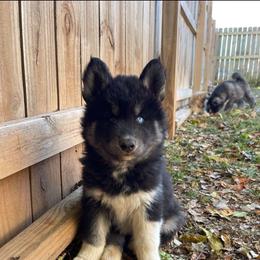 Baxter - Black male Siberian Husky puppy in Elkin, North Carolina from Blue Ridge Shadow Huskies