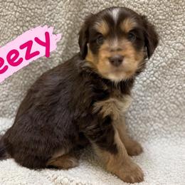 Breezy (Female 1) - Red tri-color female Aussiedoodle puppy in South Central, Pennsylvania from Windy Hills Mini Aussies & Doodles