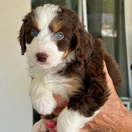 Piper - Red tri-color Aussiedoodle puppy in Scottsdale, Arizona from B & T's Aussies & Aussie Doodle's