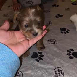 Aspen - Merle female Yorkipoo puppy in Cottageville, South Carolina from Mandy's Yorkie's , Yorkiepoo's & Maltipoo's