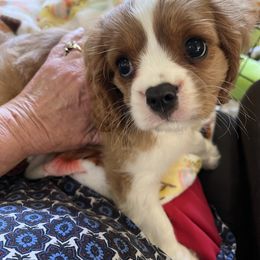 Dom - Blenheim male Cavalier King Charles Spaniel puppy in North Bay Village, Florida from Cynthia's Cavaliers