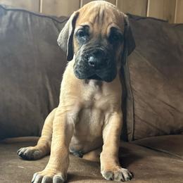 Mufasa - Fawn male Great Dane puppy in Michigan from Ohana Great Danes of Michigan