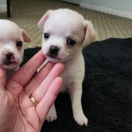 Enzo - Cream and white male Chihuahua puppy in Ashtabula, Ohio from Paw's & Awe's Chihuahuas