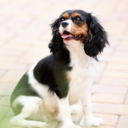 Queenie - Cavalier King Charles Spaniel