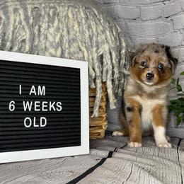 Princess Jasmine - Blue merle female Miniature Australian Shepherd puppy in Peoria, Arizona from B My Sunshines Mini Aussies