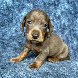 Blue Male - Gray (blue) and tan male Dachshund puppy in George West, Texas from Rockin M Kennel