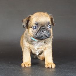 Blue Collar Boy - Red male Brussels Griffon puppy in Florida from Robin’s Griffons