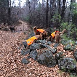 Golden Retriever Puppies from SwiftRiver Goldens