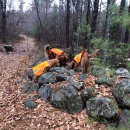 Golden Retriever Puppies from SwiftRiver Goldens