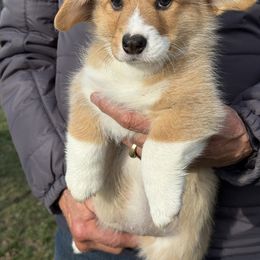 Ginger - White and fawn female Pembroke Welsh Corgi puppy in Aumsville, Oregon from Winterflower Corgis