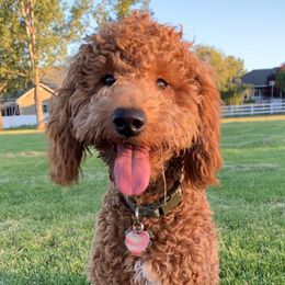 Goldendoodles from Puppy Vale