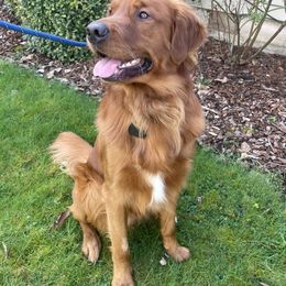 Milo - Golden Retriever