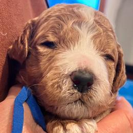 Bowser - Red male Labradoodle puppy in Kimball Township, Michigan from Kelly’s Doodles