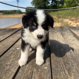 Skittles - Black tri-color female Australian Shepherd puppy in Denton, North Carolina from Double R Farm Aussies