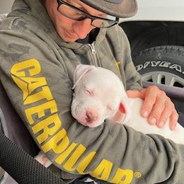 American Bulldog Puppies from Slayton's American Bulldogs