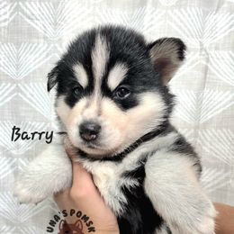 Barry Allen - Black and white male Pomsky puppy in Blaine, Minnesota from Yuna's Pomsky