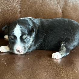 Blaze - Black tri male Toy Australian Shepherd puppy in Lame Deer, Montana from Bar M Toy Aussies