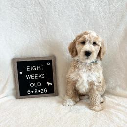 Crush - Yellow and white male Bernedoodle puppy in Sparrows Point, Maryland from Rosie’s Puppies