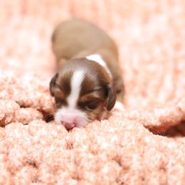 Princess - Red female Dachshund puppy in Eaton, Ohio from Miniature Alphas Dachshunds