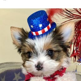 Biewer Terrier and Yorkshire Terrier Puppies from Wisteria Yorkies