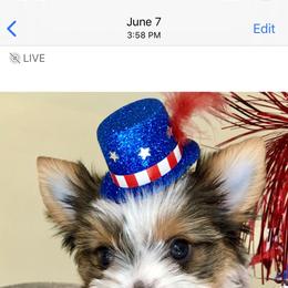 Biewer Terrier and Yorkshire Terrier Puppies from Wisteria Yorkies