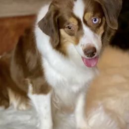 Miniature Australian Shepherds, Miniature Schnauzers, and Toy Australian Shepherds from Roses Halfpint Ranch