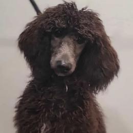 Poodles from Morningstar Standard Poodles