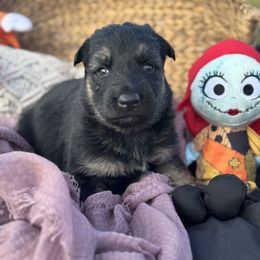 Liv Skye  (wytche purple collar) - Bi-color female German Shepherd puppy in Dover, Delaware from Fornax