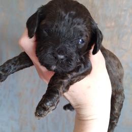 Cockapoo Puppies from Ouachita River Cockspoos