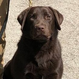Labrador Retrievers from American Patriot Labradors