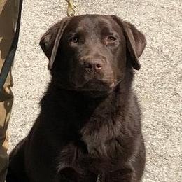 Labrador Retrievers from American Patriot Labradors