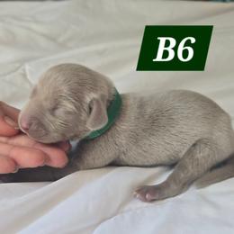 B6 - Gray male Weimaraner puppy in Frostproof, Florida from Waggin' Weims