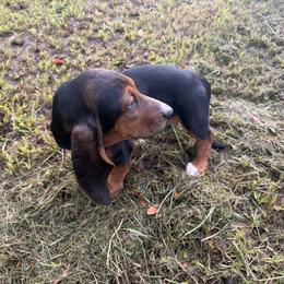 Basset Hound Puppies from Donald Swafford