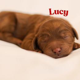 Lucy - Red  female Goldendoodle puppy in College Station, Texas from Em & El Doodles