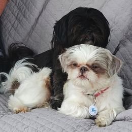 Shih Tzus from Diamond Mountain Shih Tzus