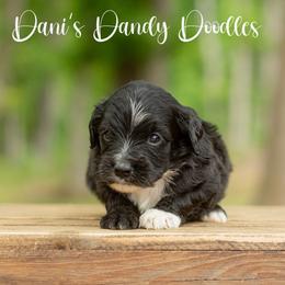 Knight - Black and white male Aussiedoodle puppy in Roebuck, South Carolina from Dani's Dandy Doodles