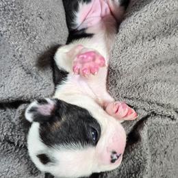 Gail - Black brindle and white female Boston Terrier puppy in Millers Creek, North Carolina from Tumbling Shoals Hilltop Bostons