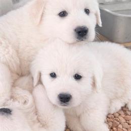 Outlaw Acres Fire Sky Boy 1 (AKC) - White male Great Pyrenees puppy in Tombstone, Arizona from Outlaw Acres Farm & Kennels