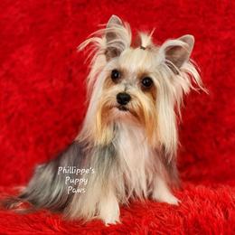 Fiji - Yorkshire Terrier