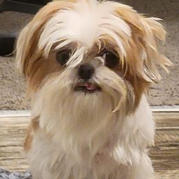 Shih Tzus from Melanie's Tiny Tibet Treasures