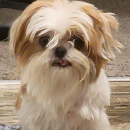 Shih Tzus from Melanie's Tiny Tibet Treasures