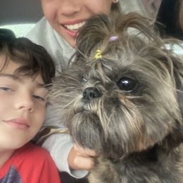 Shihpoos and Shih Tzus from Winona’s Legacy