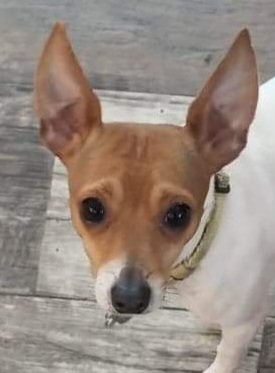 Odee - Toy Fox Terrier