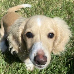 Dachshunds from Dirt Road Doxies